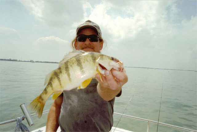 Lake Erie yellow perch caught on a Sea Breeze Charters trip
