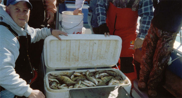 Successful yellow perch haul from Lake Erie